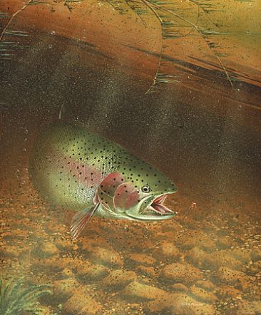 Rainbow Hen - Rainbow Trout Fish by Curtis Atwater